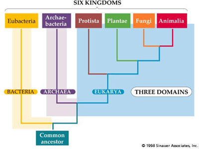 animal kingdom chart. animal kingdom chart. in the animal kingdom six; in the animal kingdom six