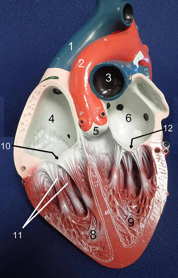 Heart Anatomy With Models