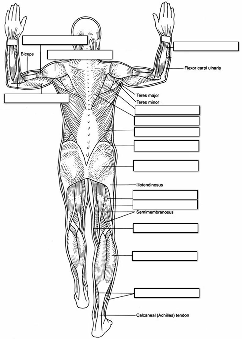 Full Body Muscle Diagram Blank 63