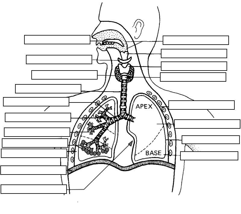 respiratory clipart