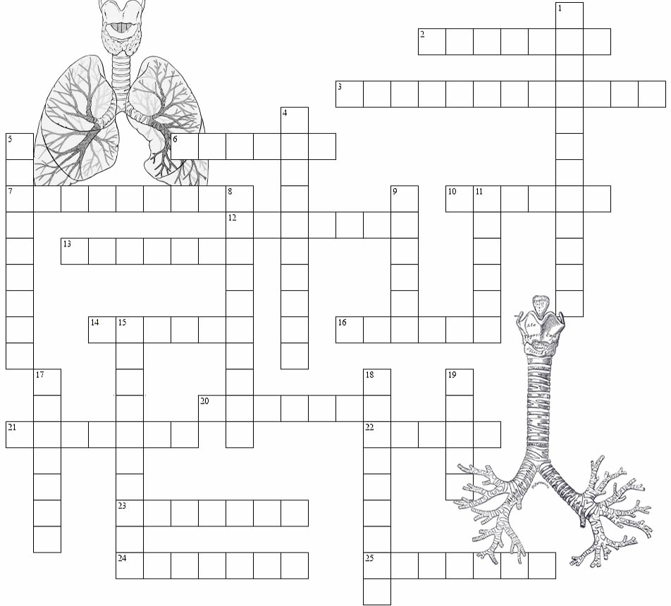 Respiratory System - Crossword Puzzle