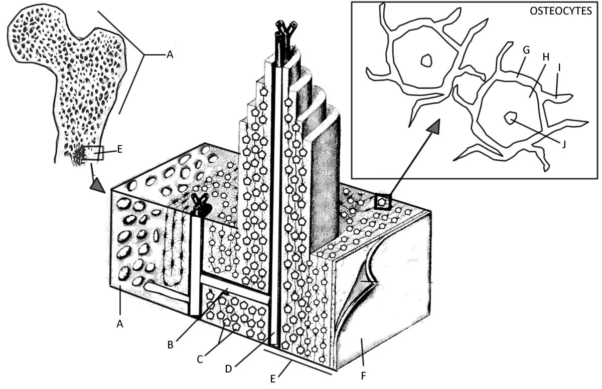 Matrix In Bone