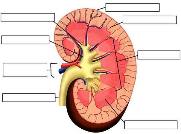 Label the Parts of the Urinary System