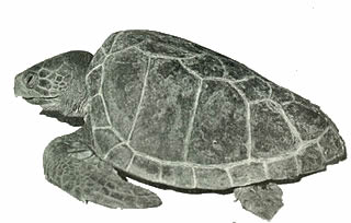 case study loggerhead turtles answers
