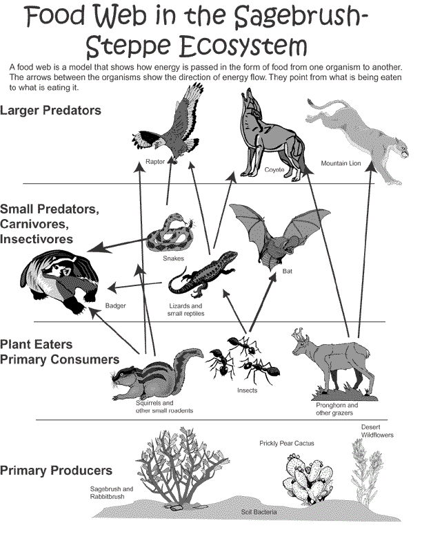 ddt food chain