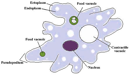 Amoeba Cell Labeled