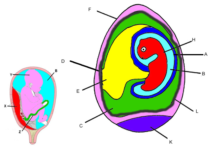 Amniote Egg Diagram