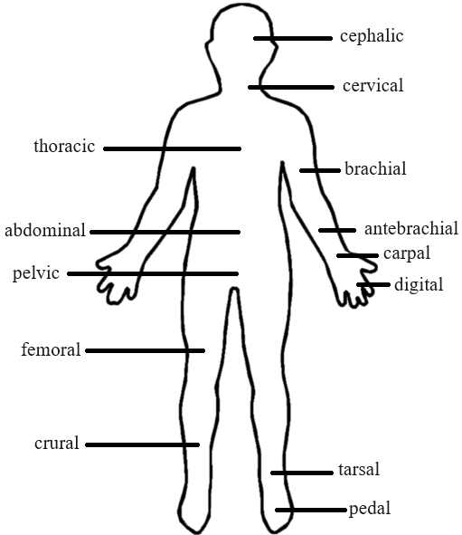 body regions