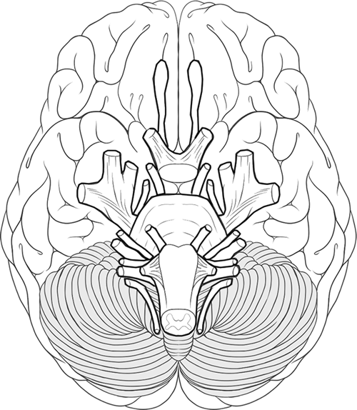 Cranial Nerves Coloring