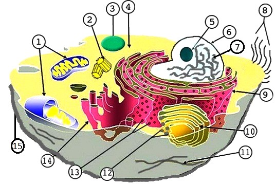 Animal and Plant Cell Labeling