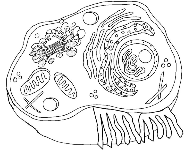 Animal Cell Coloring