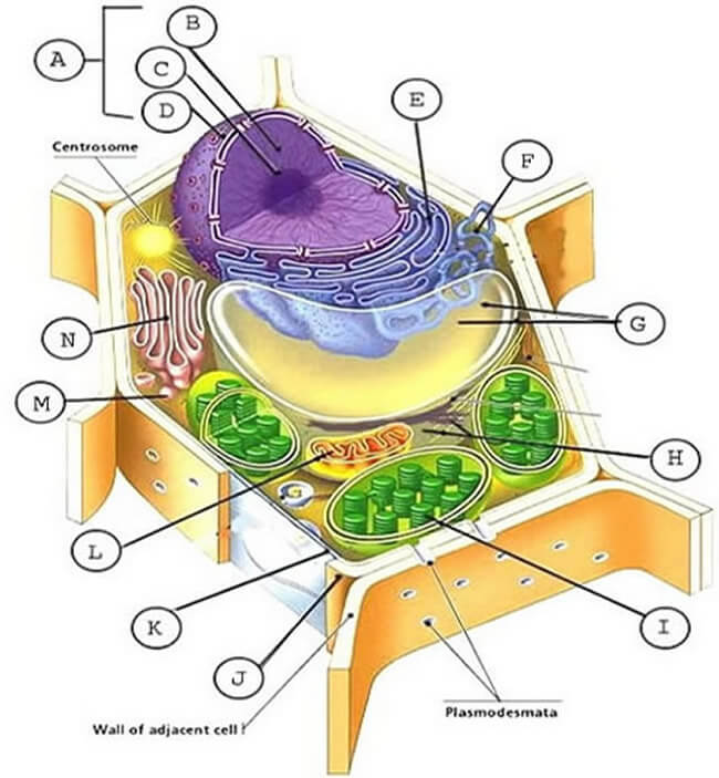 Labeling A Plant Cell Diagram