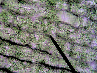plant cells in water
