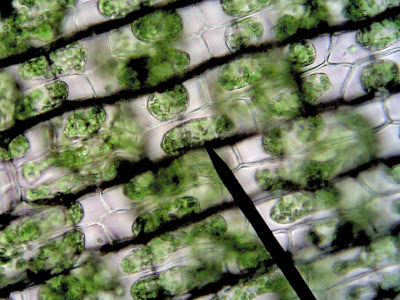 plant cells in salt water