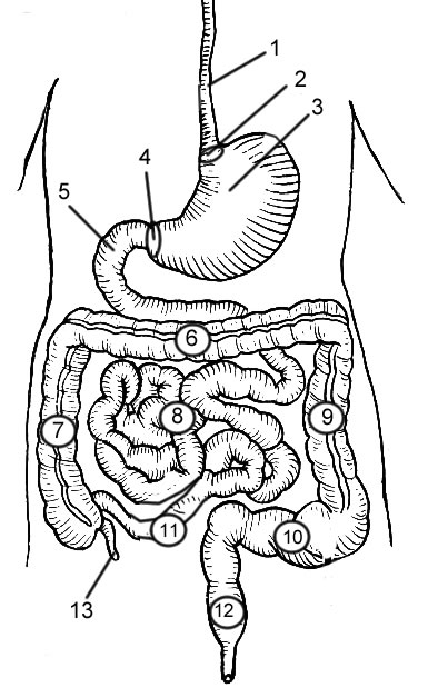 Study Guide - Digestive System