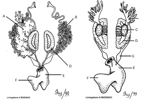 Urogenital system; Genitourinary System; Genital System