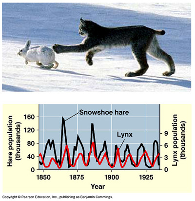 Population cycles