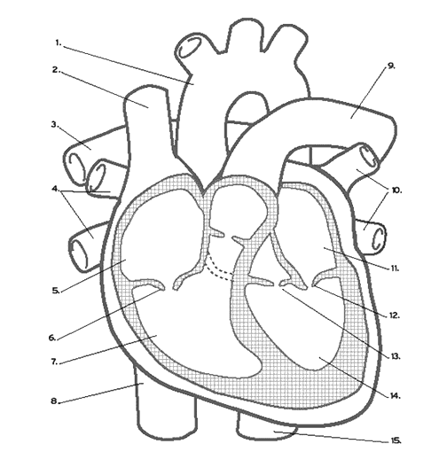 Heart Labeling Internal 