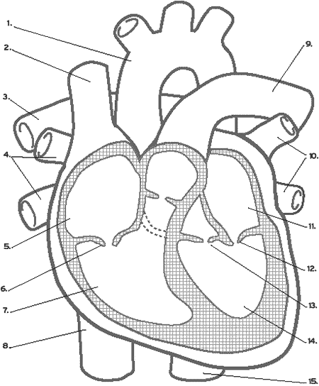 labelling of heart. labelling of heart.