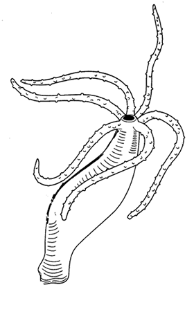 Sponges & Cnidarians