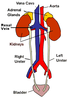 kidney ureter