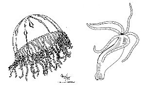 Polyp Medusa