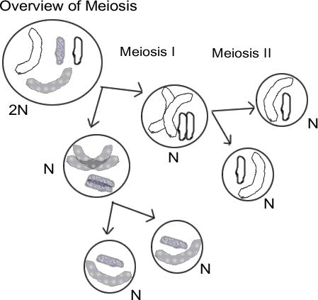 Overview of Meiosis --- occurs in two stages - Meiosis I and Meiosis II