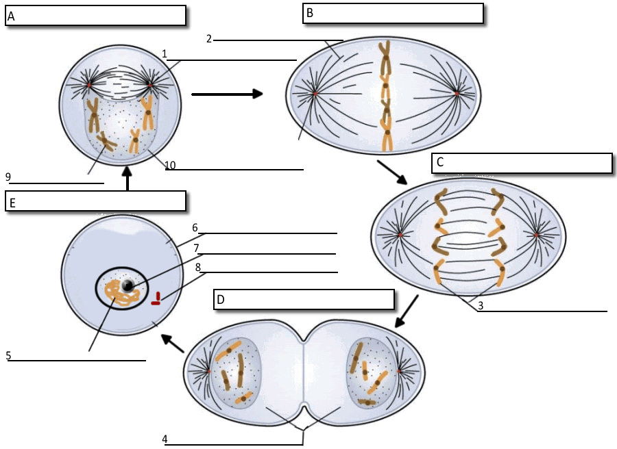 mitosis-worksheet-and-diagram-identification-answer-key-kamberlawgroup