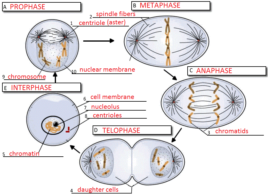 Cell Cycle Label