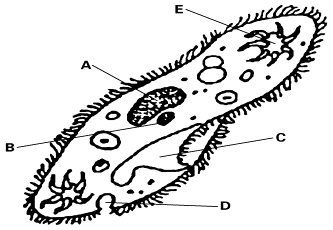 Labeled Paramecium Cell