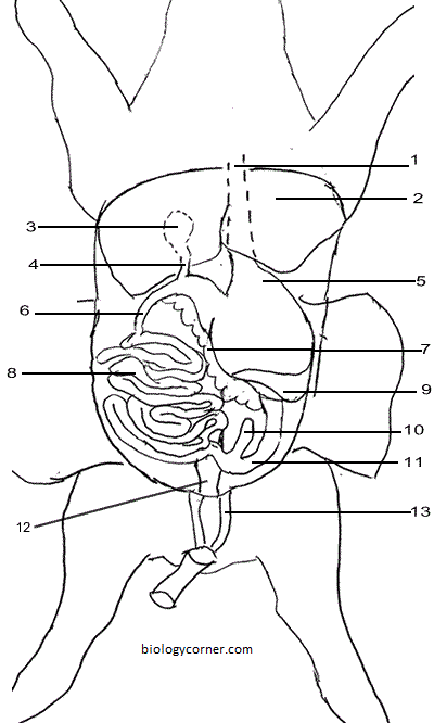 Fetal pig heart diagram labeled
