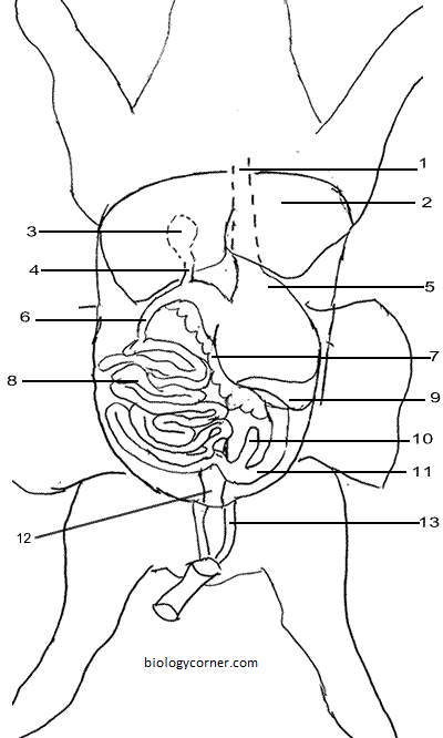 Pig Dissection