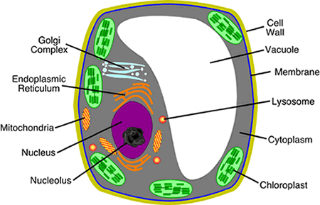 Plant Cell Chlorophyll