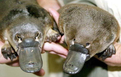 http://www.biologycorner.com/resources/platypus_twins.jpg