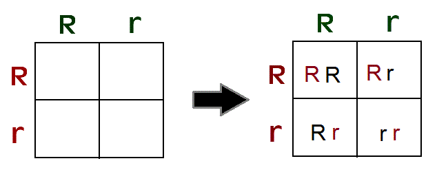 Punnet Squares Life Science Biology