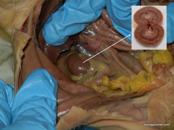 Rat Dissection Step 7