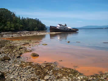 Chlorophyta Green Algae Are Considered Protists