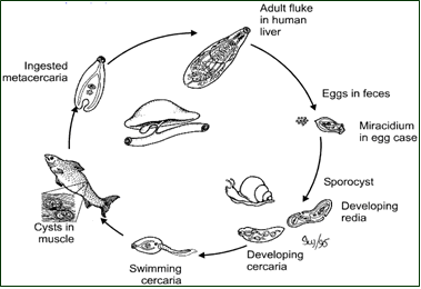 Schistosome Life Cycle