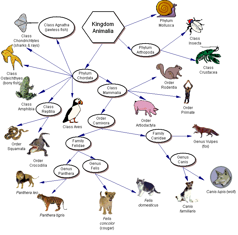 Evolution Taxonomy