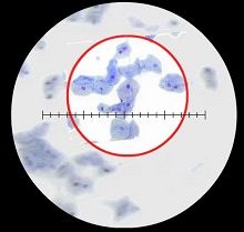 Cheek Cells Virtual Lab KEY