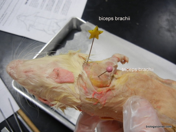 Rat Dissection Step 4