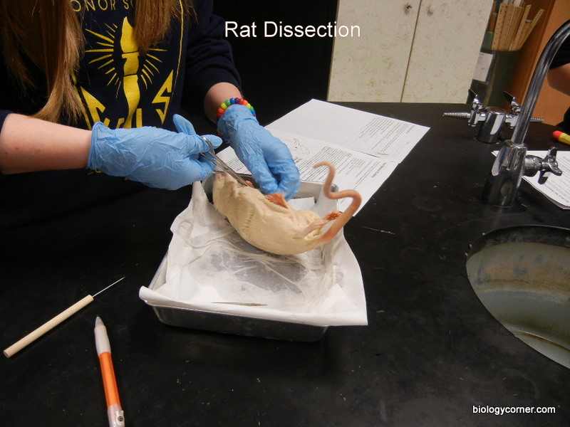 dissection of rat. the_dissection_of_th.