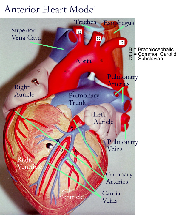 the human heart with labels
