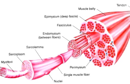 Notes Muscles