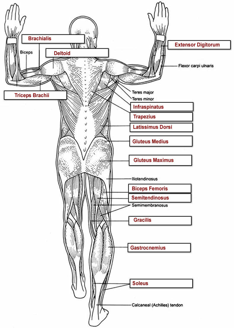 Muscle Labeled Arm