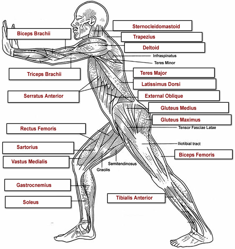 Black And White Muscular System Diagram Label Muscles