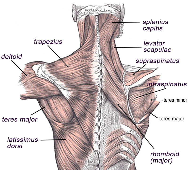 Muscles of the Back