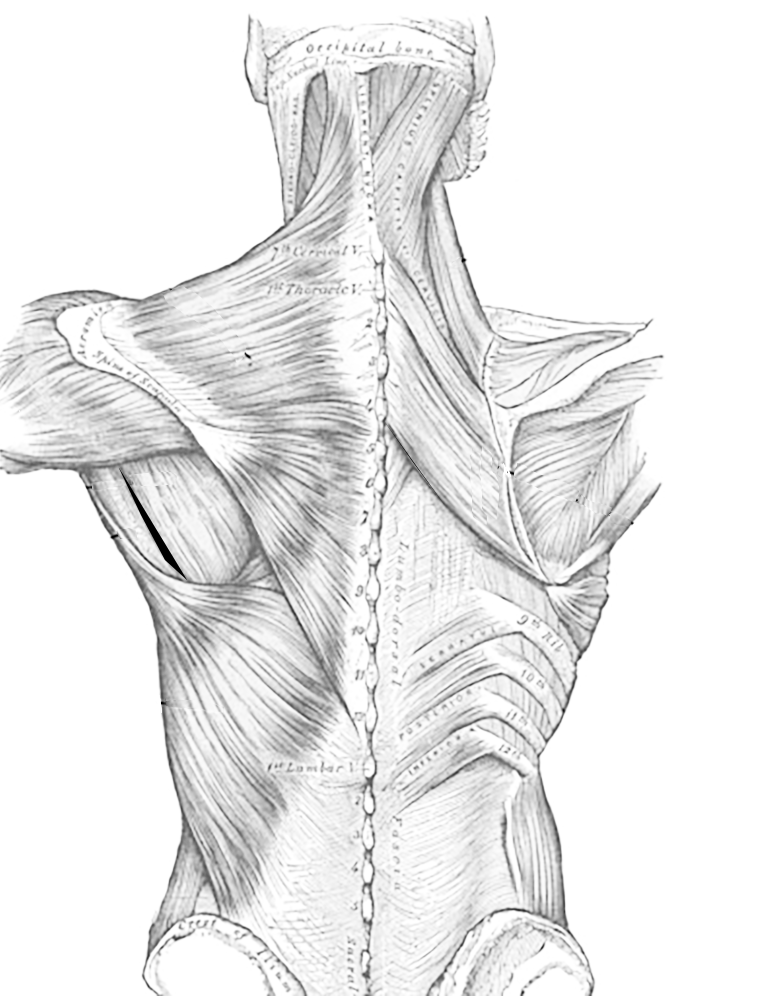 Discover more than 76 back muscles sketch latest in.eteachers