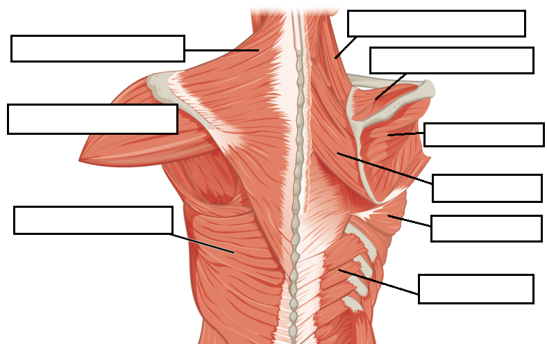 https://www.biologycorner.com/anatomy/muscles/torso/muscles-back-boxes.png