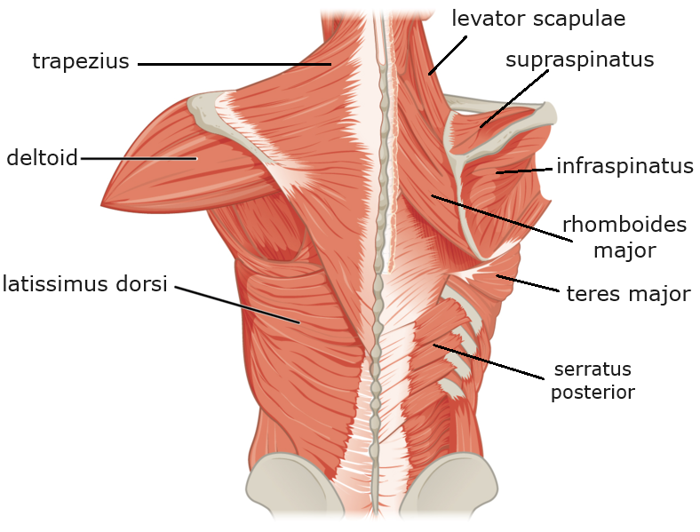Chest and back muscles Diagram